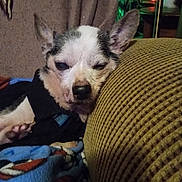 Gizmo joined the competition — help win amazing prizes! dog, sleeping, couch, blanket, indoor, pet, cozy, resting, fur, ear, snuggled, nose, paw, soft, texture, home, furniture, dim_light, relaxing, companion