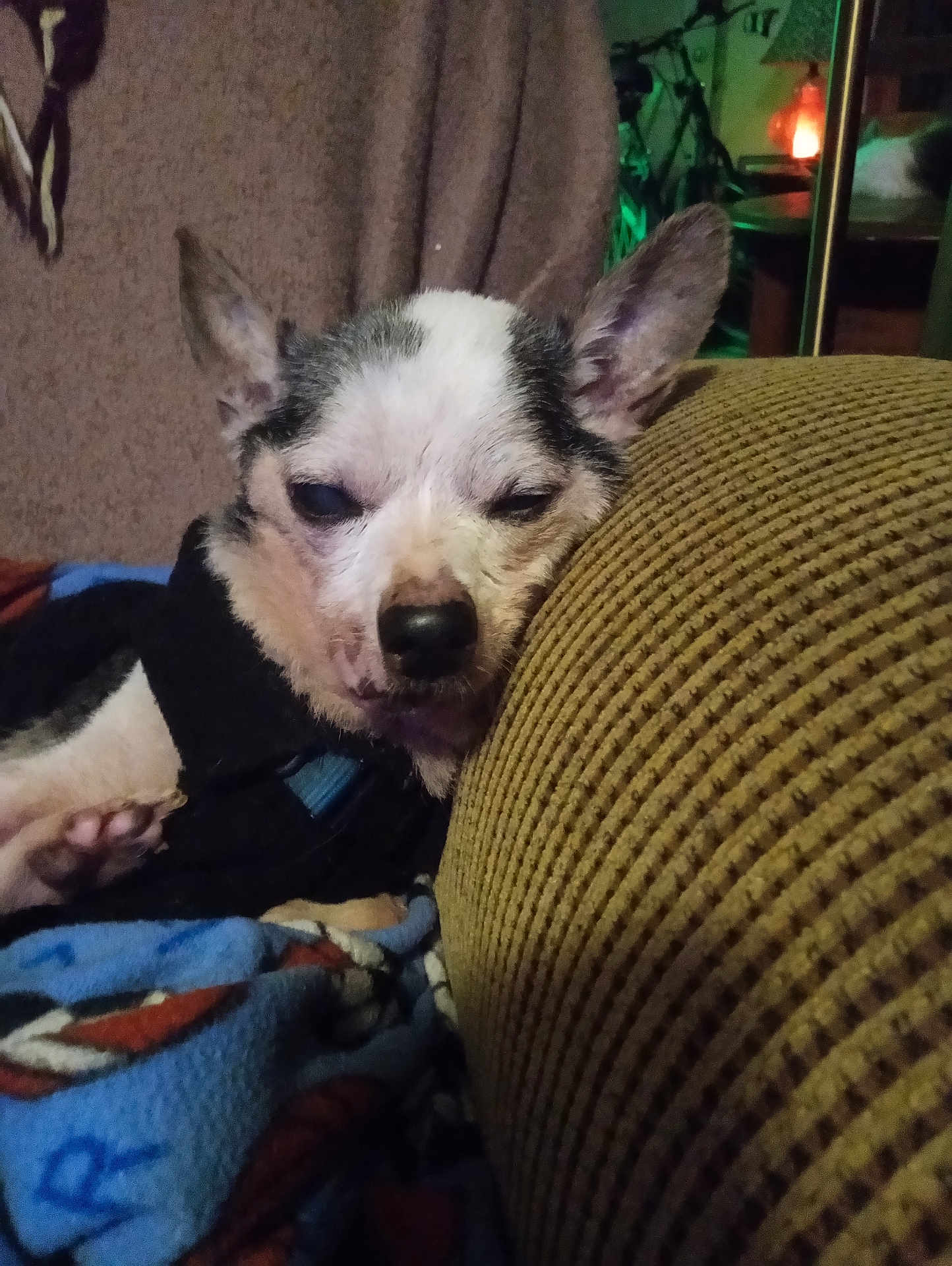 Gizmo