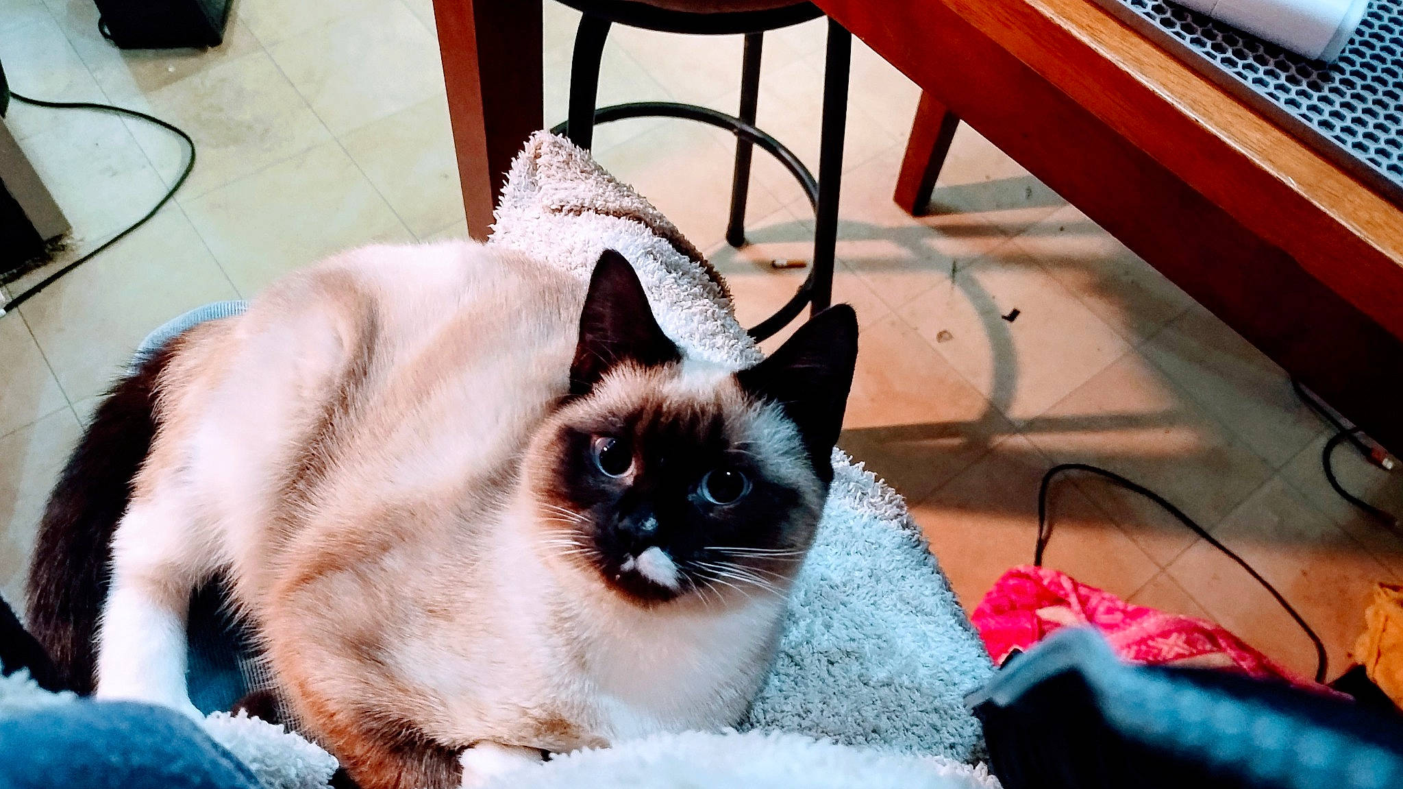 Thomas is registered to the contest to win money with this photo: carnivore, cat, chair, desk, fawn, felidae, flooring, fur, hardwood, pet_supply, siamese, small_to_medium_sized_cats, snout, table, tail, terrestrial_animal, thai, varnish, whiskers, wood