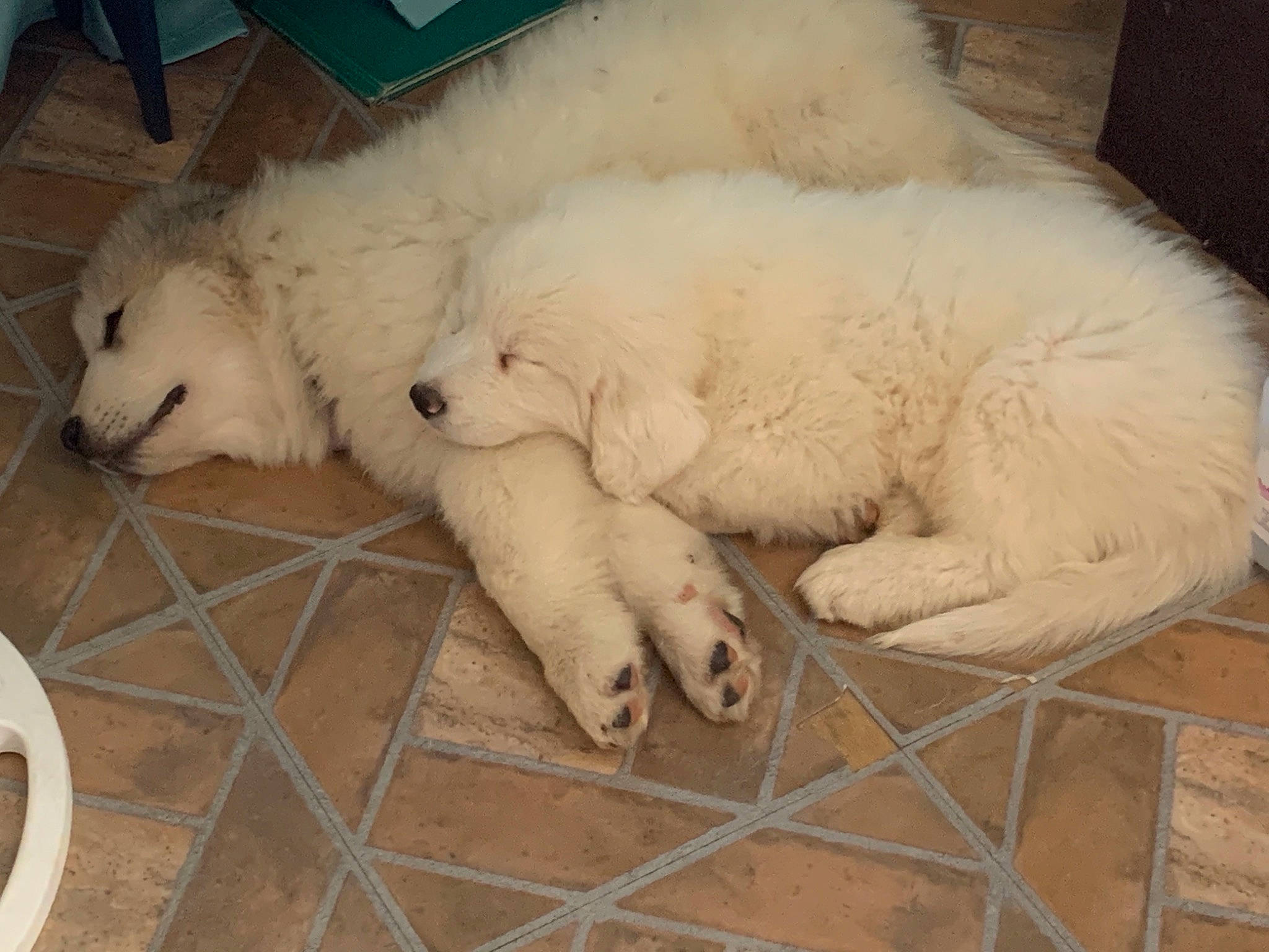 Grogu is registered to the contest to win money with this photo: canidae, carnivore, companion_dog, composite_material, dog, dog_breed, fawn, flooring, fur, natural_material, polish_tatra_sheepdog, snout, sporting_group, tail, terrestrial_animal, working_animal