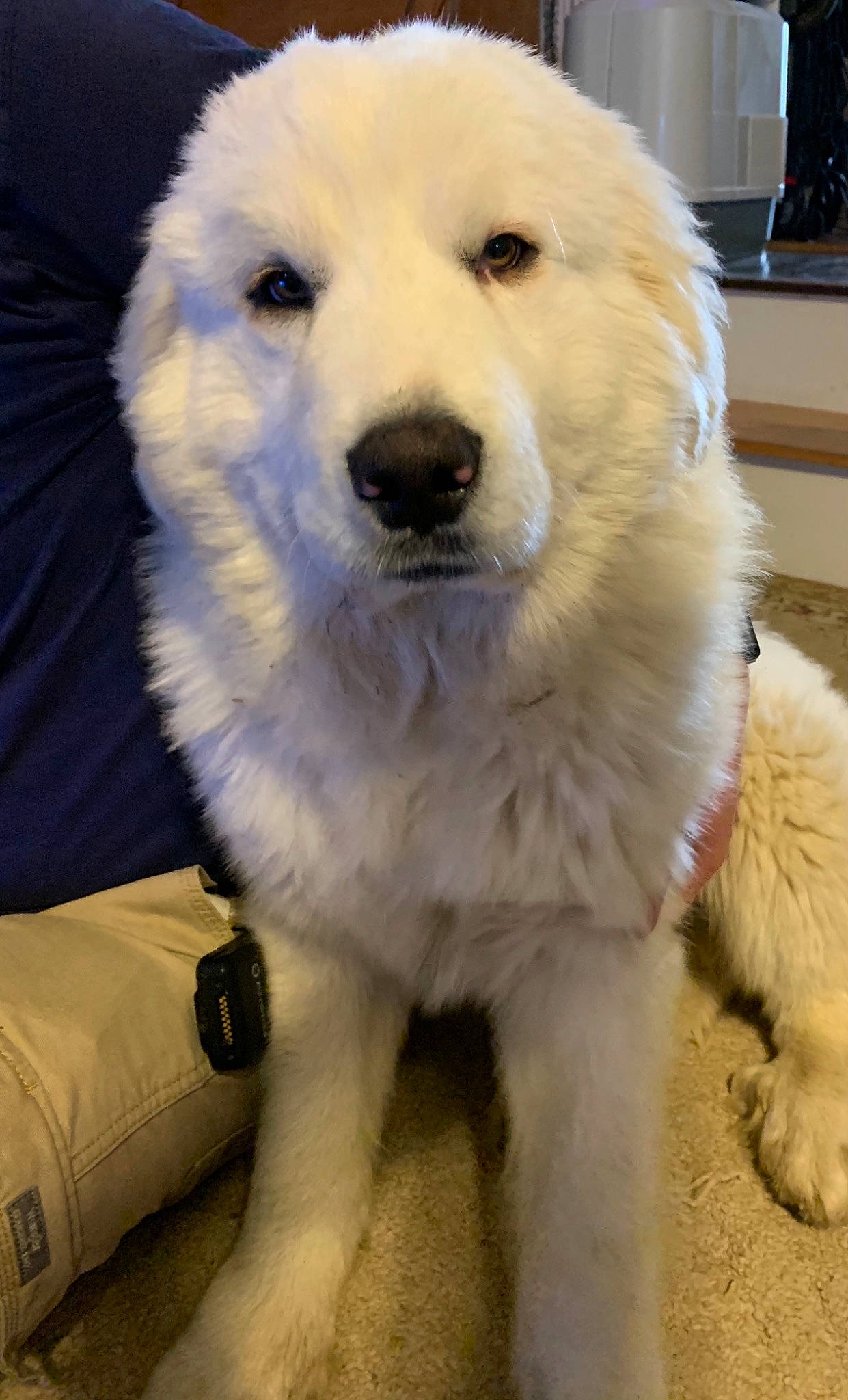 Grogu joined the competition — help win amazing prizes! ancient_dog_breeds, canidae, carnivore, companion_dog, dog, dog_breed, dog_collar, fur, giant_dog_breed, great_pyrenees, houseplant, non_sporting_group, pet_supply, plant, snout, sporting_group, television, working_animal, working_dog