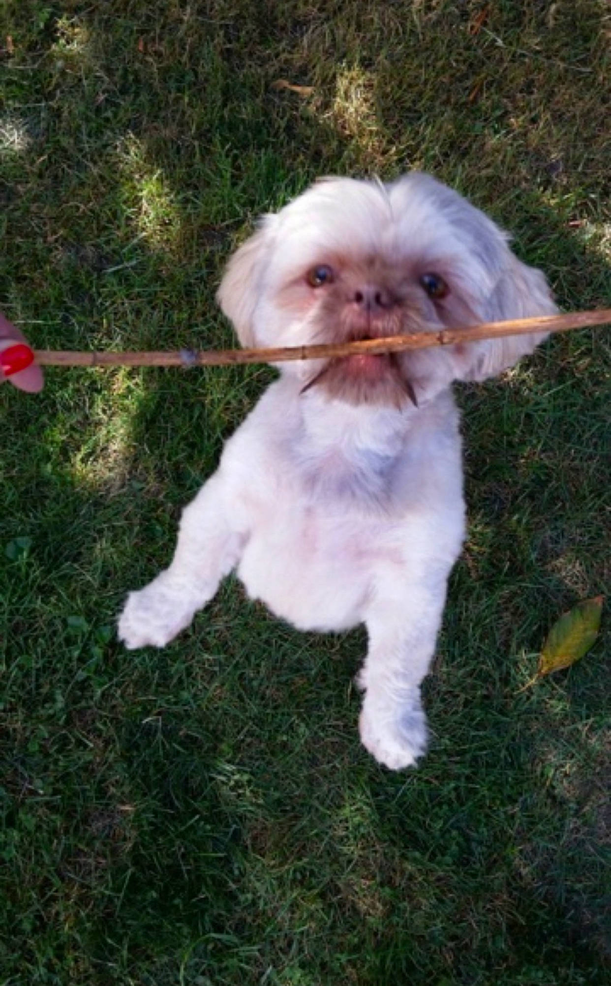 Chewbaca is registered to the contest to win money with this photo: canidae, carnivore, collar, companion_dog, dog, dog_breed, dog_clothes, dog_collar, fashion_accessory, fawn, felidae, fur, grass, liver, plant, snout, sporting_group, tail, toy, toy_dog