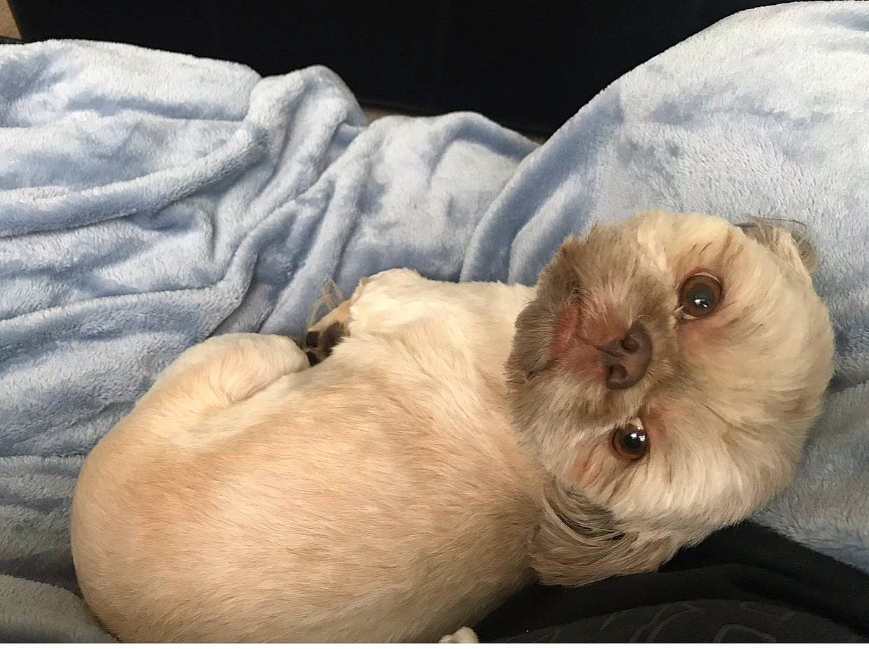 Chewbaca joined the competition — help win amazing prizes! canidae, carnivore, comfort, companion_dog, dog, dog_breed, fawn, fur, liver, non_sporting_group, paw, puppy, snout, soccer, sporting_group, terrestrial_animal, toy_dog, whiskers, working_animal, wrinkle