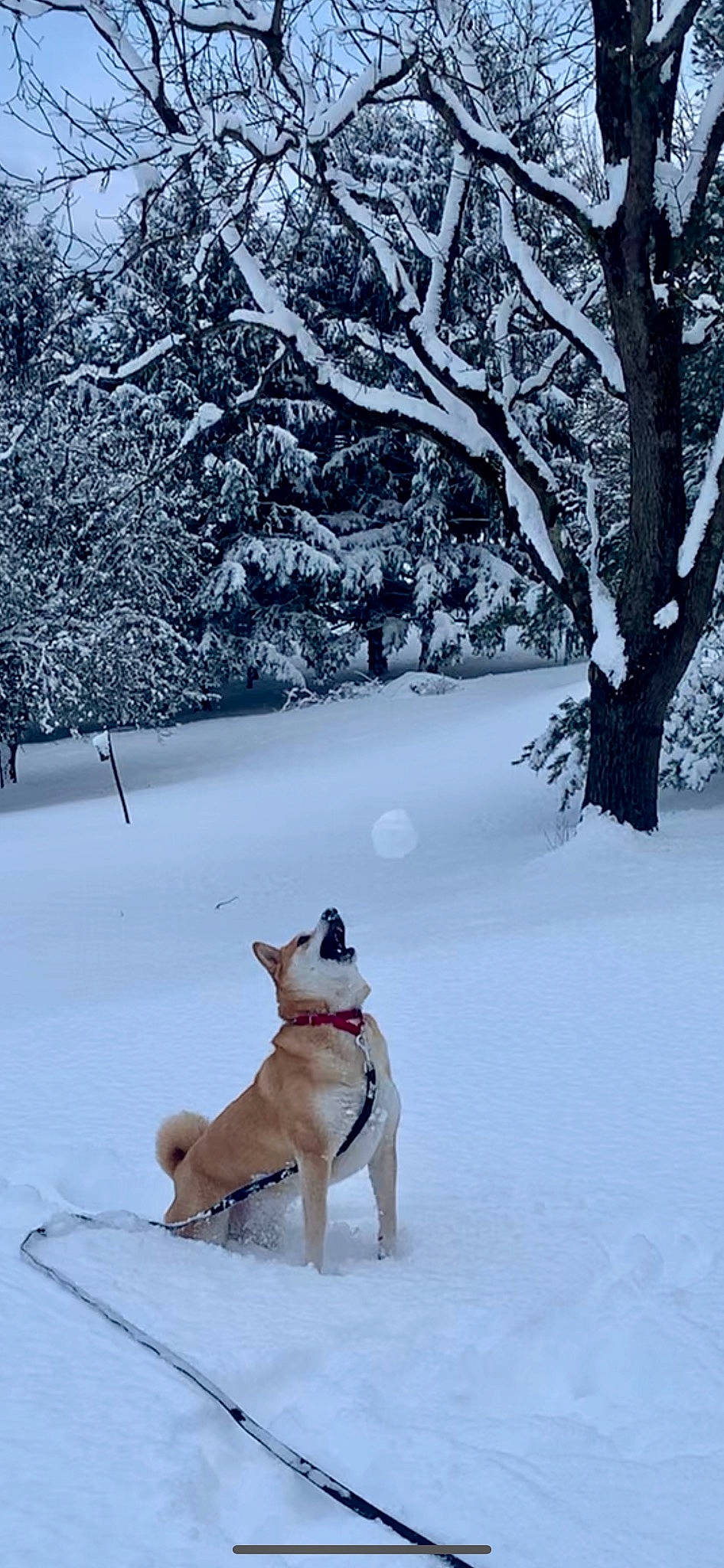 Diana joined the competition — help win amazing prizes! carnivore, collar, companion_dog, dog, dog_breed, dog_collar, fawn, freezing, leash, pet_supply, plant, portuguese_podengo, precipitation, snow, sporting_group, tail, tree, twig, winter, working_dog