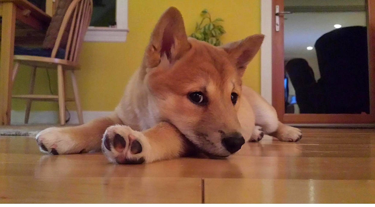 Diana is registered to the contest to win money with this photo: ball, canidae, carnivore, chair, companion_dog, dingo, dog, dog_breed, fawn, floor, flooring, fur, hardwood, snout, spitz, sporting_group, tail, whiskers, wood, working_animal