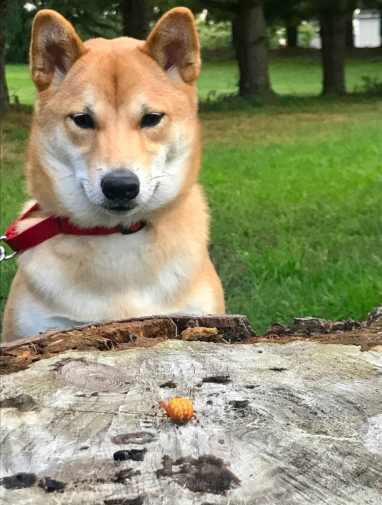 Diana is registered to the contest to win money with this photo: ancient_dog_breeds, canidae, carnivore, collar, companion_dog, dog, dog_breed, fawn, grass, non_sporting_group, plant, spitz, sporting_group, tail, tree, water, wood, working_animal