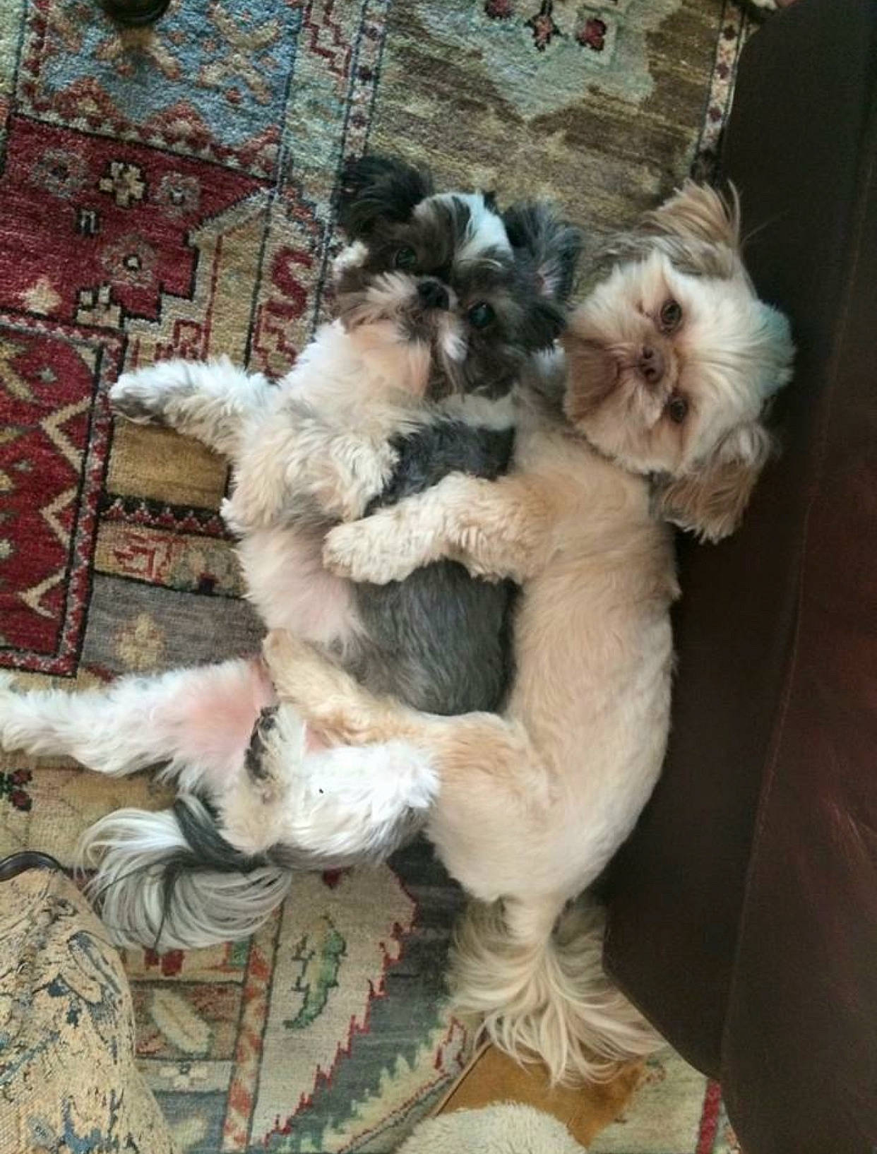 Baci joined the competition — help win amazing prizes! canidae, carnivore, companion_dog, dog, dog_breed, fawn, fur, liver, non_sporting_group, pet_supply, sporting_group, tail, toy_dog, wood, working_animal