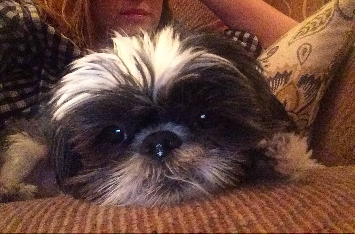 Baci is registered to the contest to win money with this photo: canidae, carnivore, comfort, companion_dog, dog, dog_breed, fawn, fur, liver, maltepoo, non_sporting_group, photography, plant, shih_poo, shih_tzu, small_terrier, snout, terrestrial_animal, toy_dog, working_animal