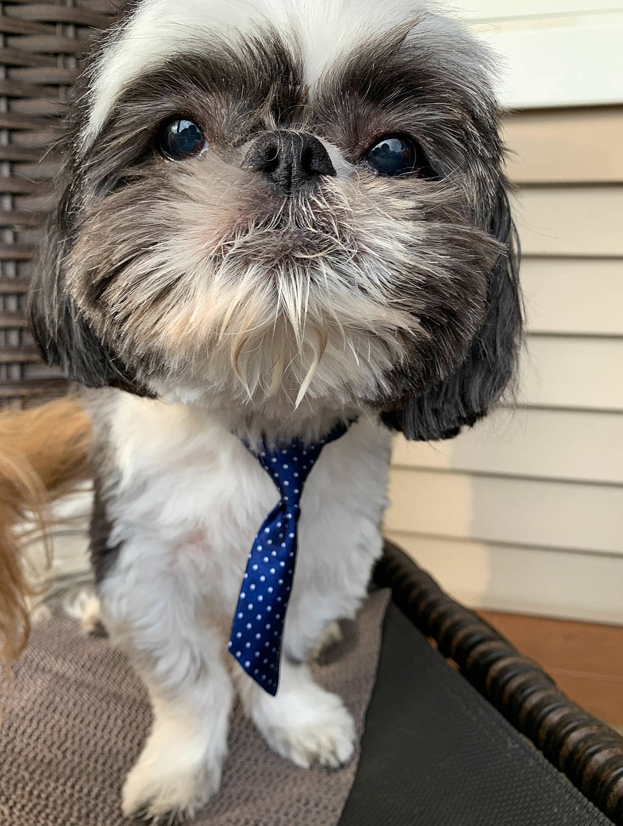 Baci joined the competition — help win amazing prizes! carnivore, collar, companion_dog, dog, dog_breed, dog_collar, dog_supply, electric_blue, fawn, fur, liver, pet_supply, shih_tzu, snout, sporting_group, tail, terrestrial_animal, toy_dog, whiskers, working_animal