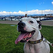 Sherman is registered to the contest to win money with this photo: dog, tongue, happy, outdoor, grass, collar, leash, pet, canine, smiling, summer, daylight, sky, clouds, marina, boats, fence, closeup, animal, nature