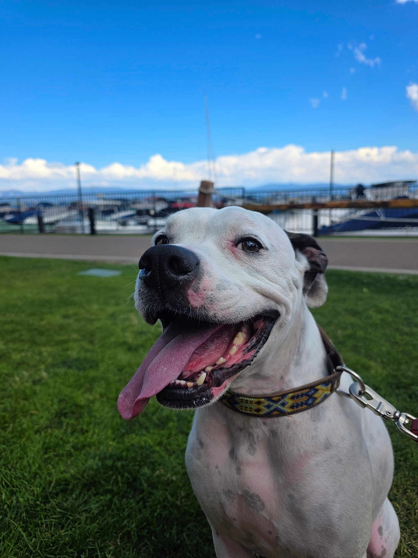 Sherman is registered to the contest to win money with this photo: dog, tongue, happy, outdoor, grass, collar, leash, pet, canine, smiling, summer, daylight, sky, clouds, marina, boats, fence, closeup, animal, nature