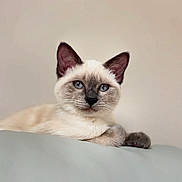 Arya participe au concours pour gagner de l'argent avec cette photo : cat, siamese, kitten, blue_eyes, pet, animal, fur, whiskers, ears, face, portrait, indoor, relaxed, cute, feline, soft, closeup, young, domestic, resting