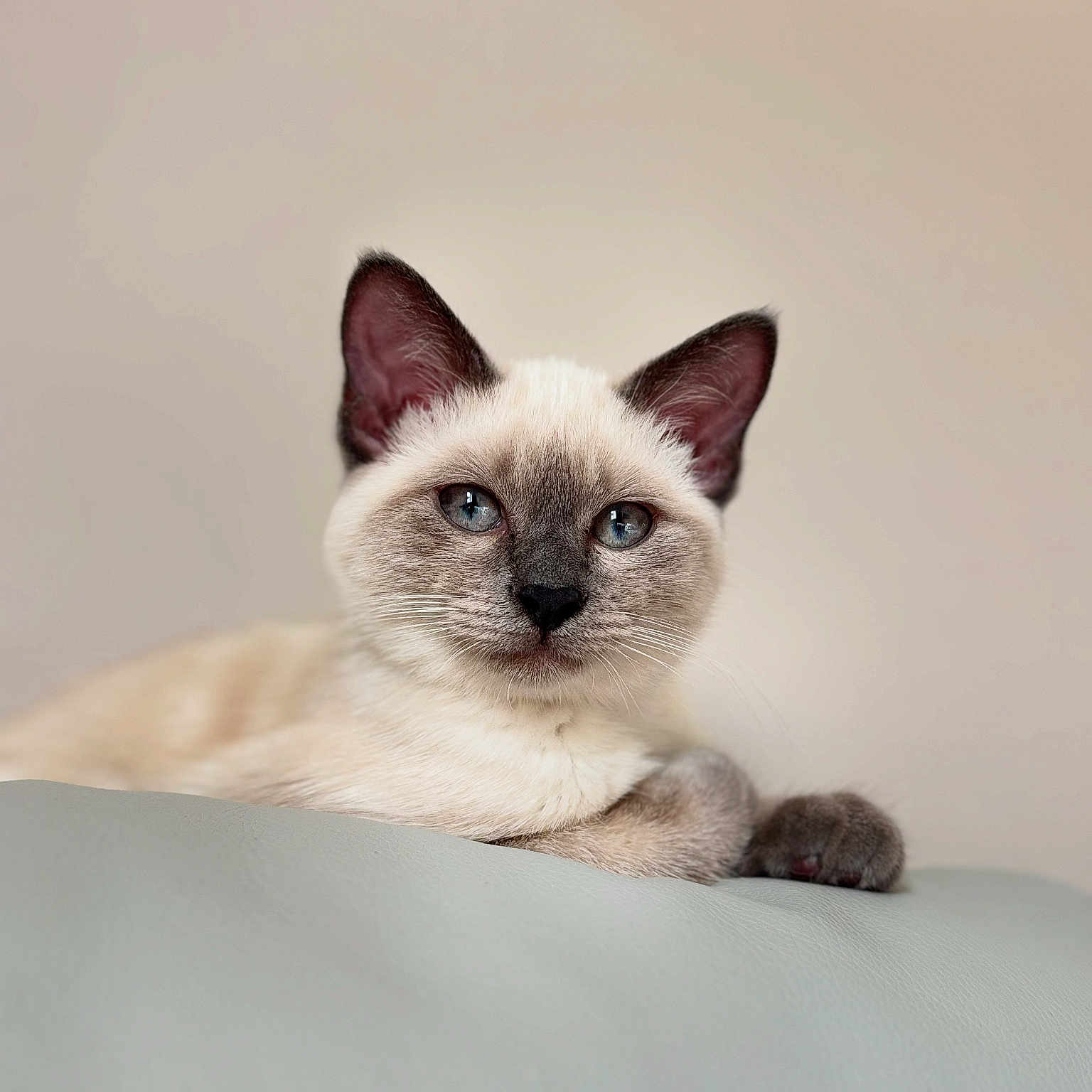 Arya participe au concours pour gagner de l'argent avec cette photo : animal, blue_eyes, cat, closeup, cute, domestic, ears, face, feline, fur, indoor, kitten, pet, portrait, relaxed, resting, siamese, soft, whiskers, young