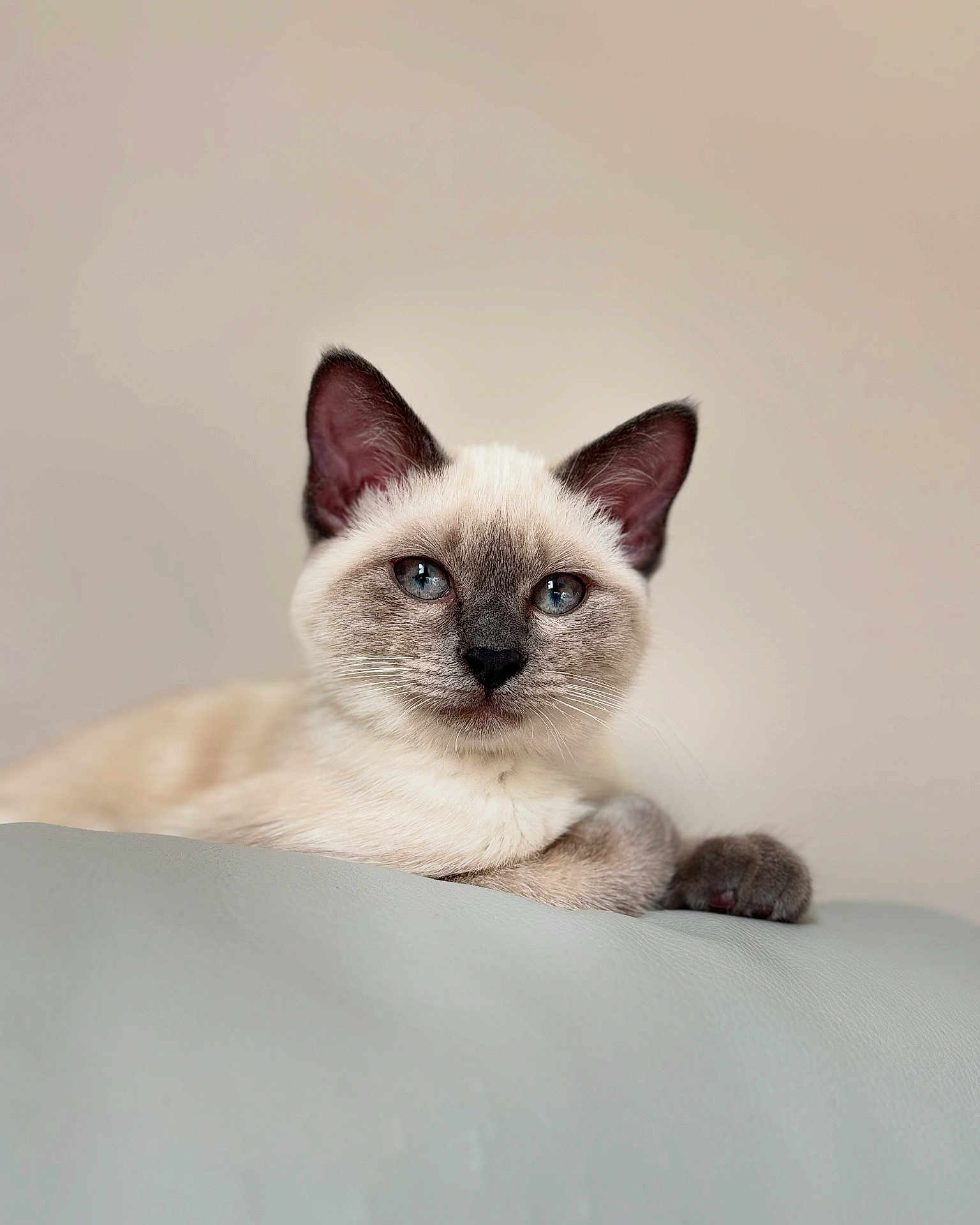Arya participe au concours pour gagner de l'argent avec cette photo : cat, siamese, kitten, blue_eyes, pet, animal, fur, whiskers, ears, face, portrait, indoor, relaxed, cute, feline, soft, closeup, young, domestic, resting