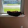 Stormy joined the competition — help win amazing prizes! cat, pet, animal, black_cat, brown_fur, long_body, sleeping, resting, windowsill, window, sunlight, indoor, home, house, neighborhood, street, grass, brick_house, portrait, photography