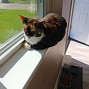 Stormy joined the competition — help win amazing prizes! cat, calico_cat, pet, animal, feline, sitting, loafing, windowsill, window, indoors, sunlight, sunny, fur, multicolored, brown, black, white, doorway, food_bowl, residential_neighborhood
