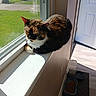 cat, calico_cat, pet, animal, feline, sitting, loafing, windowsill, window, indoors, sunlight, sunny, fur, multicolored, brown, black, white, doorway, food_bowl, residential_neighborhood