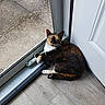 Stormy joined the competition — help win amazing prizes! cat, tortoiseshell, feline, pet, animal, green_eyes, whiskers, ears, paws, lying_down, indoors, doorway, open_door, threshold, window, floor, wood_floor, outdoor_view, grass, portrait