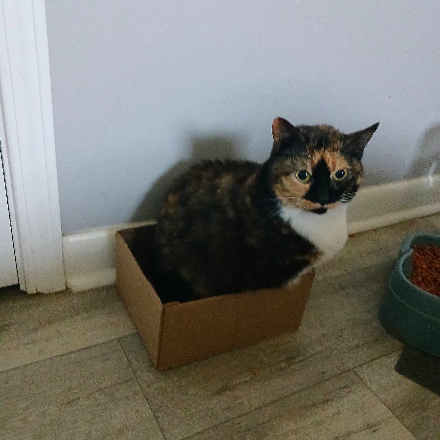 Stormy is registered to the contest to win money with this photo: cat, calico_cat, animal, pet, box, cardboard, sitting, indoors, floor, tile_floor, wall, room, food_bowl, cat_food, whiskers, ears, eyes, fur, portrait, home