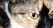 Stormy joined the competition — help win amazing prizes! cat, calico_cat, kitten, animal, pet, close_up, portrait, golden_eyes, ears, whiskers, fur, black_nose, multicolored_fur, feline, indoor, cuddly, alert, face, background_cat, photography
