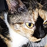 cat, calico_cat, kitten, animal, pet, close_up, portrait, golden_eyes, ears, whiskers, fur, black_nose, multicolored_fur, feline, indoor, cuddly, alert, face, background_cat, photography