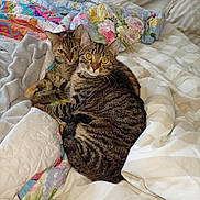 Kytie Et Elie participe au concours pour gagner de l'argent avec cette photo : cats, two_cats, tabby, kitten, pet, animal, bed, bedroom, blanket, quilt, pillows, cozy, indoors, sleeping_area, portrait, sitting, lying_down, fur, whiskers, yellow_eyes