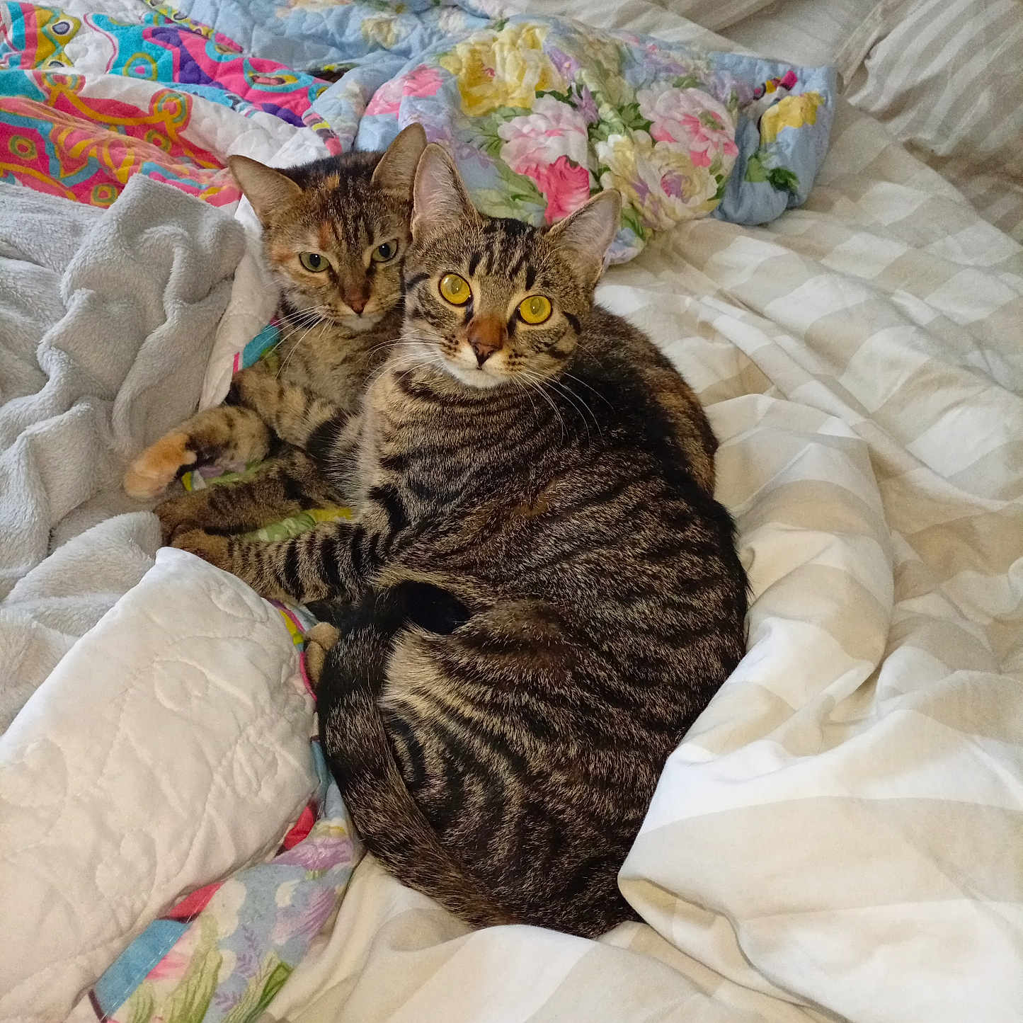 Kytie Et Elie participe au concours pour gagner de l'argent avec cette photo : cats, two_cats, tabby, kitten, pet, animal, bed, bedroom, blanket, quilt, pillows, cozy, indoors, sleeping_area, portrait, sitting, lying_down, fur, whiskers, yellow_eyes