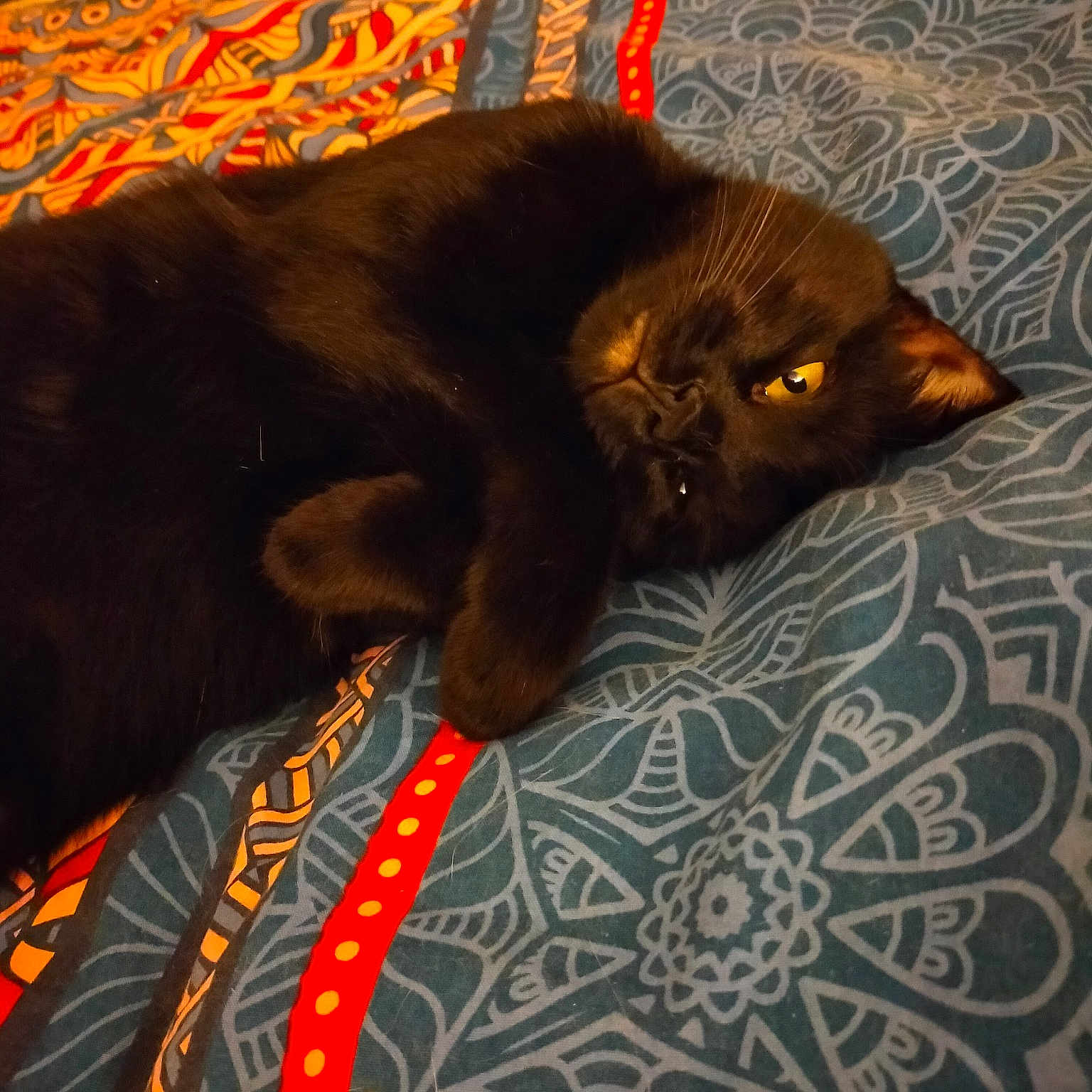 Kiwi