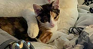 Simon And Shoko joined the competition — help win amazing prizes! cat, cats, white_cat, calico_cat, bed, blanket, vacuum_cleaner, indoor, cozy, snuggling, affection, household_items, clutter, fur, pet, animal, resting, domestic, cute, relaxation