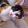 cat, calico, close_up, curious, eyes, basket, fluffy, blanket, fur, whiskers, pet, indoor, homedecor, pink_nose, ears, patterned_background, soft, cozy, animal, cute