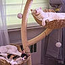 Simon And Shoko joined the competition — help win amazing prizes! cat, cats, cat_tree, pet, feline, sleeping, resting, indoor, curtains, woven, basket, pom_pom, cozy, cute, animal, fur, relaxed, playful, window, home
