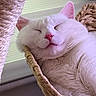 Simon And Shoko is registered to the contest to win money with this photo: cat, white_cat, sleeping, basket, pink_nose, pink_ear, closeup, cozy, pet, feline, fur, resting, indoor, scratching_post, woven_basket, cute, relaxed, animal, nap, soft_light