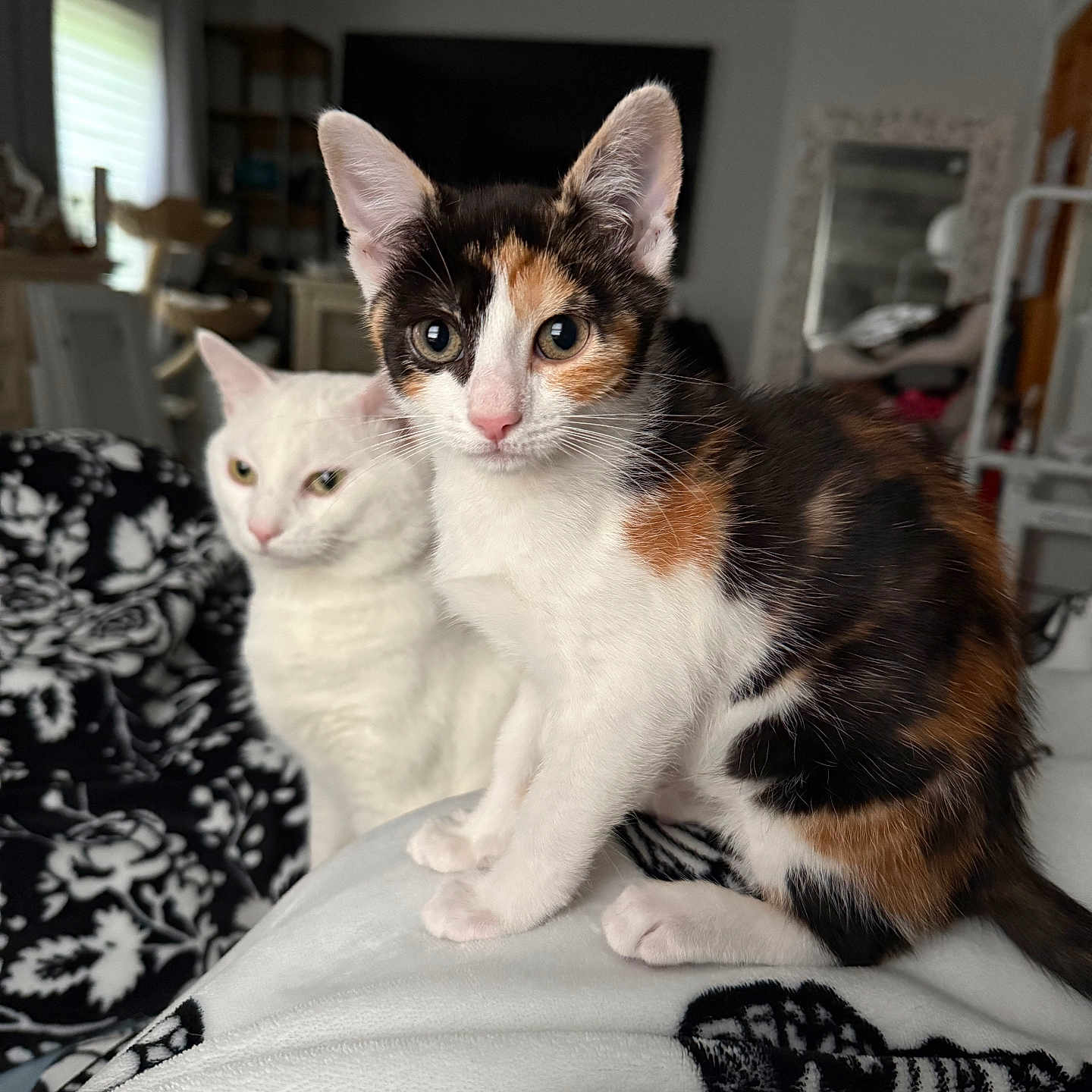 Simon And Shoko