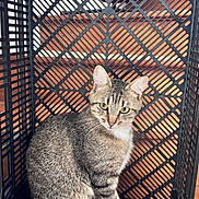 Uguette a rejoint le concours — aidez-le/la à gagner de superbes lots ! cat, tabby, animal, pet, crate, plastic_crate, indoor, wooden_floor, feline, sitting, curious, green_eyes, fur, striped, whiskers, ears, tail, closeup, looking, patterned_background