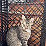 animal, cat, closeup, crate, curious, ears, feline, fur, green_eyes, indoor, looking, patterned_background, pet, plastic_crate, sitting, striped, tabby, tail, whiskers, wooden_floor