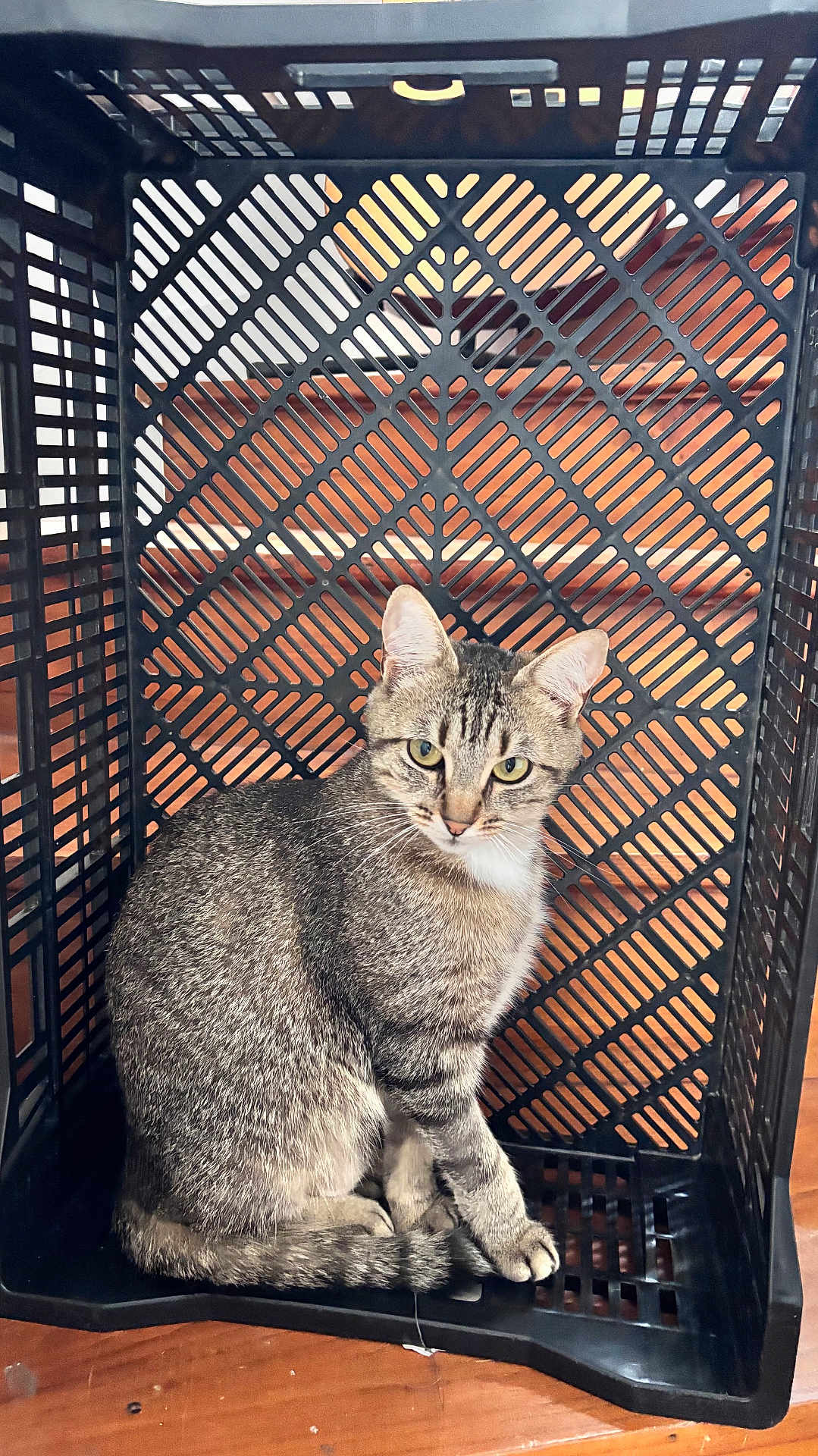 Uguette a rejoint le concours — aidez-le/la à gagner de superbes lots ! cat, tabby, animal, pet, crate, plastic_crate, indoor, wooden_floor, feline, sitting, curious, green_eyes, fur, striped, whiskers, ears, tail, closeup, looking, patterned_background