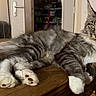 cat, maine_coon, fluffy, gray_fur, white_fur, longhaired, yellow_eyes, whiskers, pointed_ears, paw, relaxed, lounging, lying_down, wooden_table, indoor, bedroom, closet, home, portrait, pet