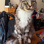 Agathe participe au concours pour gagner de l'argent avec cette photo : cat, tabby, long_hair, fluffy, pet, animal, sitting, portrait, green_eyes, whiskers, pointed_ears, striped_fur, white_chest, white_paws, large_tail, indoor, desk, computer_mouse, furniture, home_office
