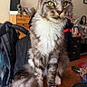 cat, tabby, long_hair, fluffy, pet, animal, sitting, portrait, green_eyes, whiskers, pointed_ears, striped_fur, white_chest, white_paws, large_tail, indoor, desk, computer_mouse, furniture, home_office