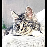 Agathe a rejoint le concours — aidez-le/la à gagner de superbes lots ! cat, tabby, fluffy, pet, animal, feline, golden_eyes, knitted_surface, cozy, relaxed, close_up, whiskers, ears, soft_fur, indoor, resting, portrait, cute, peaceful, curious