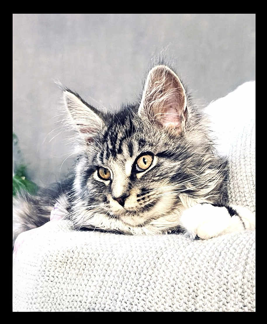 Agathe a rejoint le concours — aidez-le/la à gagner de superbes lots ! cat, tabby, fluffy, pet, animal, feline, golden_eyes, knitted_surface, cozy, relaxed, close_up, whiskers, ears, soft_fur, indoor, resting, portrait, cute, peaceful, curious