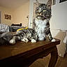 cat, tabby, gray_cat, fluffy, longhaired, feline, golden_eyes, sitting, ornate_table, wooden_furniture, indoor, bedroom, open_door, cabinet, tiled_floor, home, portrait, pet, whiskers, alert