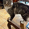 cat, tabby, long_hair, fluffy, feline, pet, animal, standing, coffee_table, indoors, living_room, wooden_furniture, tile_floor, guitar, chair, television, home, gray_fur, white_paws, portrait