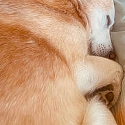 Noël participe au concours pour gagner de l'argent avec cette photo : animal, bed, canine, close_up, cozy, curled_up, cute, dog, domestic_animal, fluffy, fur, fur_texture, indoor, napping, paw, peaceful, pet, relaxed, resting, sleeping