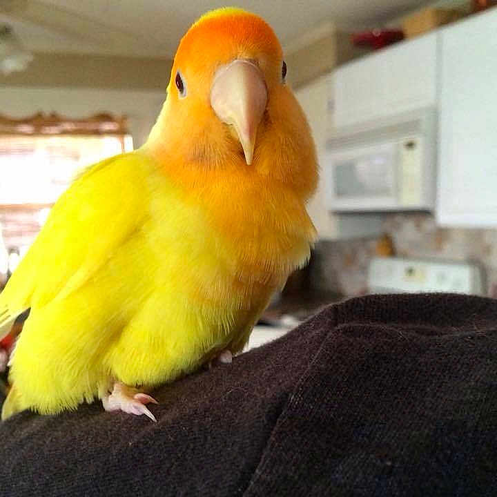 Bird