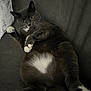 cat, gray_cat, white_paws, white_belly, relaxed, couch, indoor, pet, whiskers, paw, fur, animal, resting, laying_down, cute, feline, domestic_cat, close_up, soft_texture, cozy