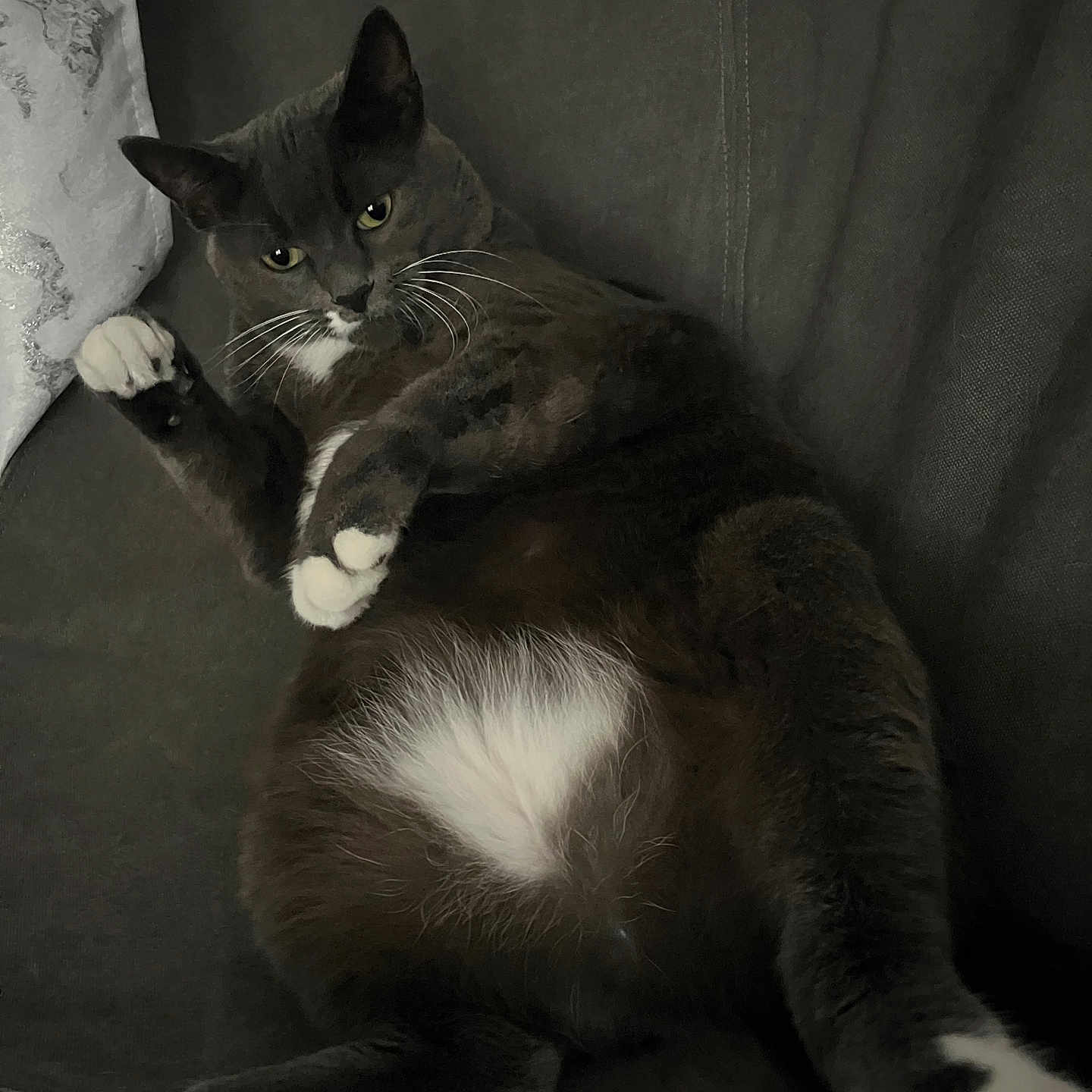 Lacoste a rejoint le concours — aidez-le/la à gagner de superbes lots ! animal, cat, close_up, couch, cozy, cute, domestic_cat, feline, fur, gray_cat, indoor, laying_down, paw, pet, relaxed, resting, soft_texture, whiskers, white_belly, white_paws