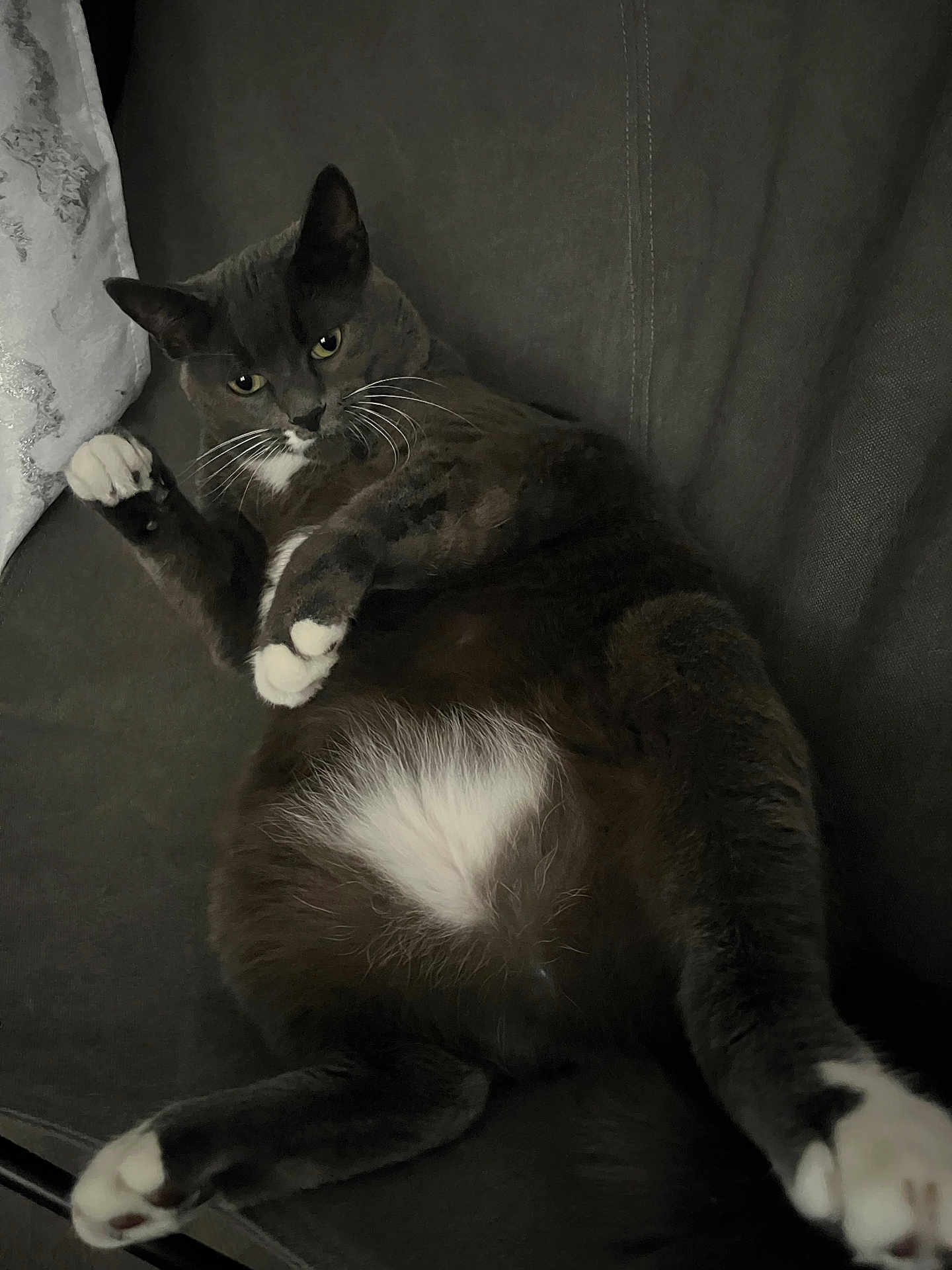 Lacoste a rejoint le concours — aidez-le/la à gagner de superbes lots ! cat, gray_cat, white_paws, white_belly, relaxed, couch, indoor, pet, whiskers, paw, fur, animal, resting, laying_down, cute, feline, domestic_cat, close_up, soft_texture, cozy