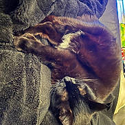 Minouche participe au concours pour gagner de l'argent avec cette photo : cat, black_cat, sleeping, cozy, blanket, indoor, pet, fur, relaxed, resting, texture, soft, window_light, animal, whiskers, closeup, cute, domestic_cat, feline, nap