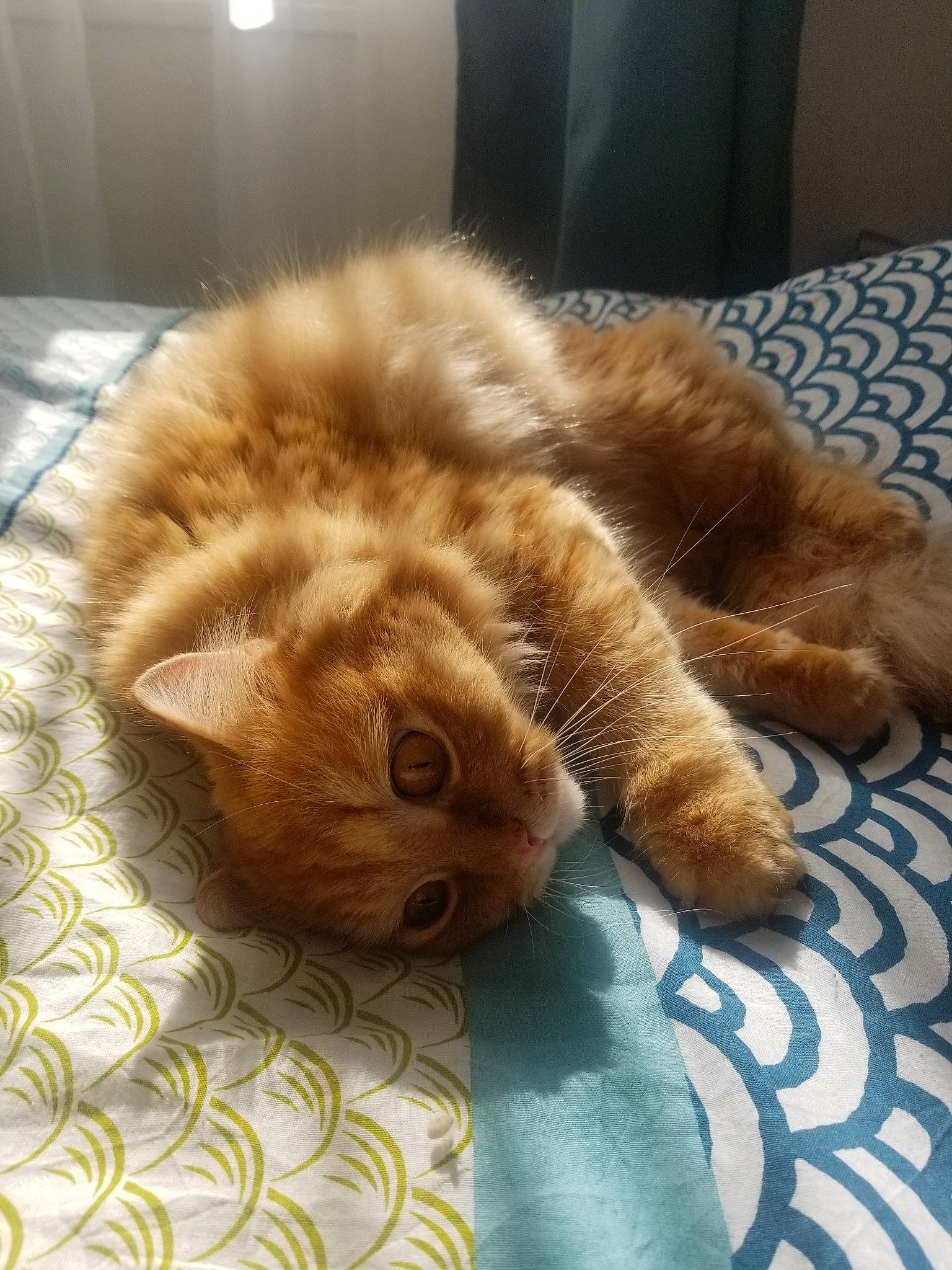 Naboo participe au concours pour gagner de l'argent avec cette photo : carnivore, cat, fawn, felidae, kitten, persian, small_to_medium_sized_cats, whiskers